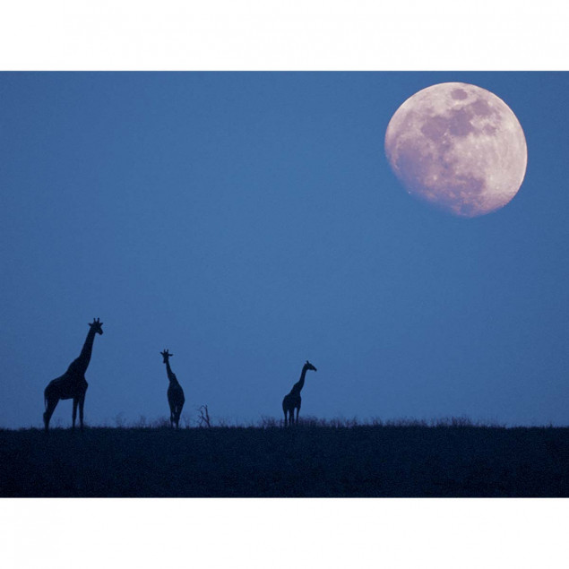 Giraffes at night with moon Giraffes at night with moon