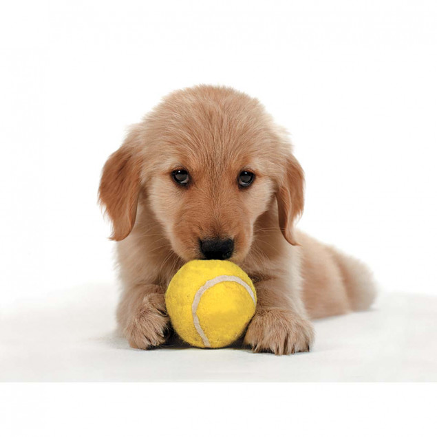 Golden Retriever puppy with tennis ball Golden Retriever puppy with tennis ball