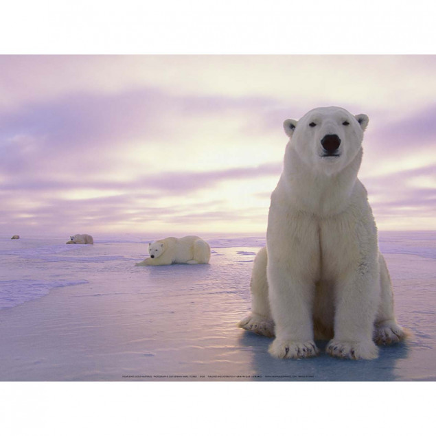 Polar bears Polar bears