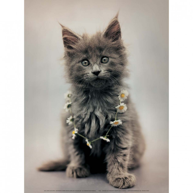 Lara, chaton Maine Coon, HALE Lara, chaton Maine Coon, HALE