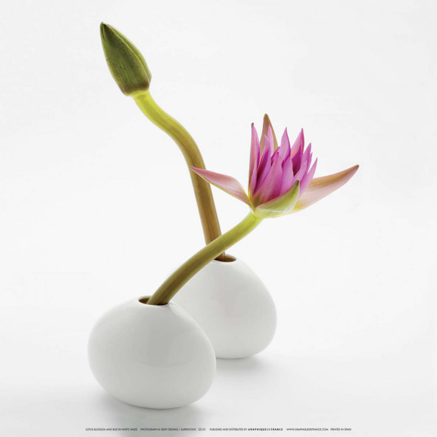 Fleur et bourgeon de lotus Fleur et bourgeon de lotus