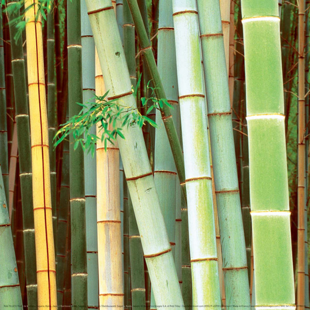 Bamboos forest, Sagano, Kyoto, Japan Bamboos forest, Sagano, Kyoto, Japan