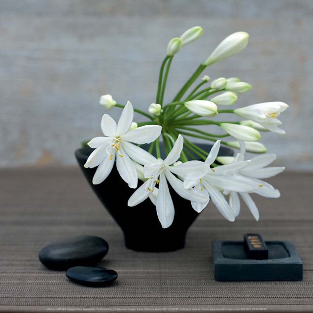 Agapanthus Agapanthus