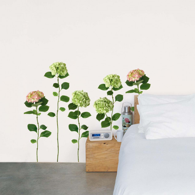 Hydrangea Hydrangea