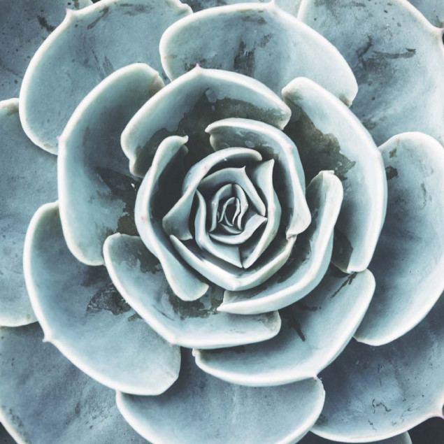Green Succulent Plant canvas 9x9 inch. Green Succulent Plant canvas 9x9 inch.