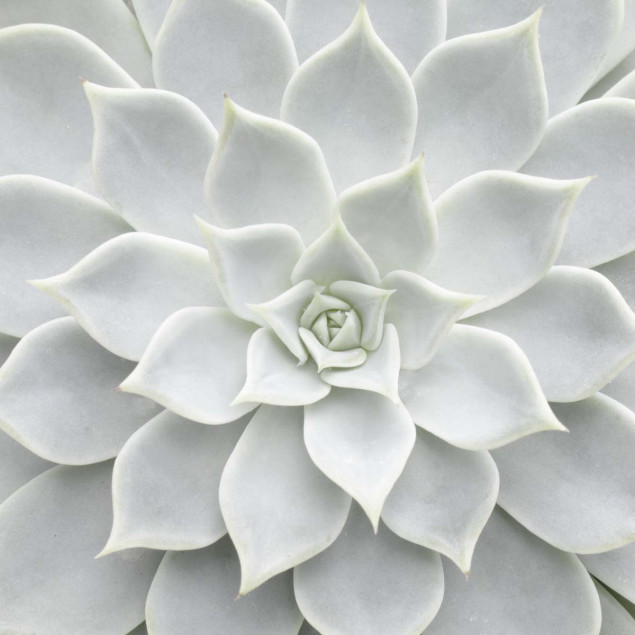 White Succulent Plant canvas 9x9 inch White Succulent Plant canvas 9x9 inch