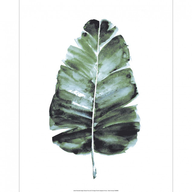 " Watercolor Banana leaf Poster 15.7x19.6 inch" " Watercolor Banana leaf Poster 15.7x19.6 inch"